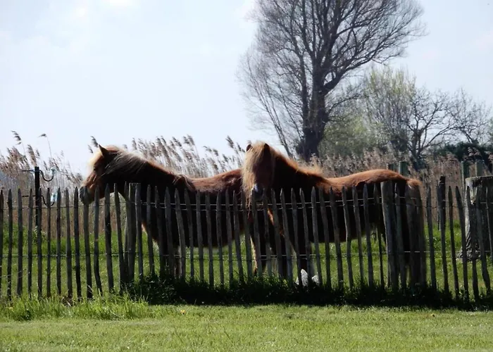 Appartement In Near Sandy Nieuport